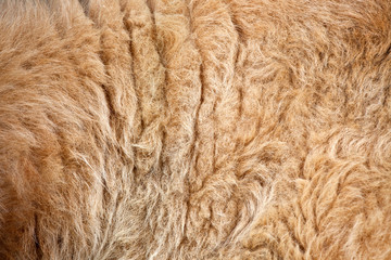 Close up fur