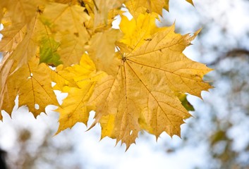 nice autumn colors of mapple leafs