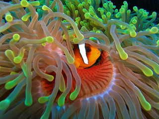 Anemon fish inside green anemonf