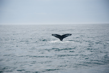 Fototapeta premium Humpback Whale Tail