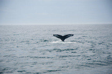 Humpback Whale Tail