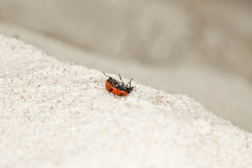Ladybug on sand. Macro photo.