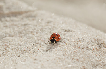 Ladybug on sand. Macro photo.