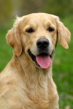 happy dog Golden Retriever