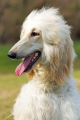 Dog Afghan Hound