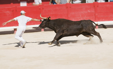 Course camarguaise