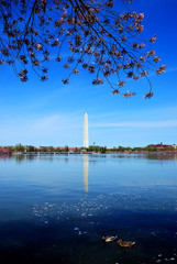 cherry blossom in Washington DC.