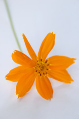 Orange cosmos in my garden on isolate background