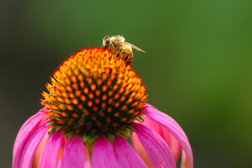 fiori 580