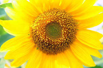 Naklejka premium girasole fiori 617