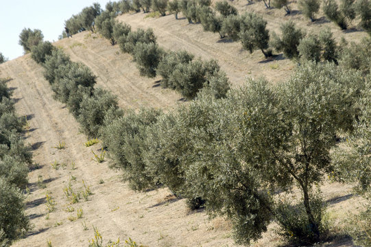 Olivar andaluz 246