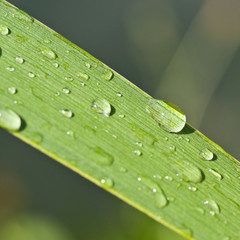 gouttes de pluie