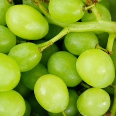 Trauben