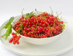 Red currant