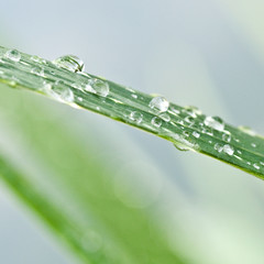 gouttes de pluie