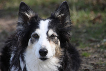 Border-Collie