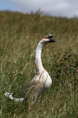 Höckergans auf einer Wiese