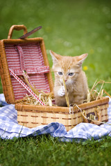 Fototapeta na wymiar Babykatze im Picknickkorb