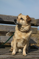 Hund wartet auf sein Herrchen