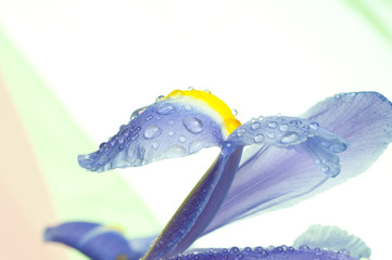 Beautiful fresh iris flowers.