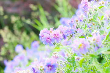 early summer flowering geranium