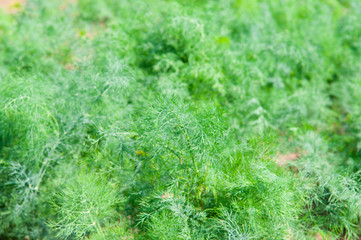 dill growing