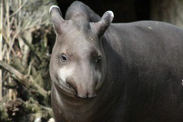 Flachlandtapir