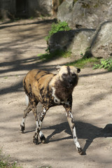 Wildhund