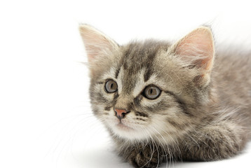 Kitten