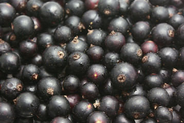 Currants