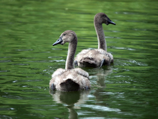 Cygnets