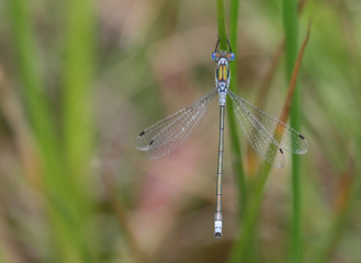 Emerald Damsel 1