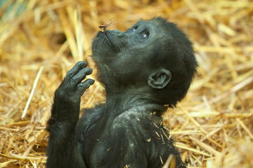 baby gorilla looking 8010 © rob francis