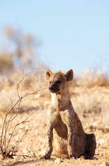 Spotted hyaena (Crocuta crocuta)