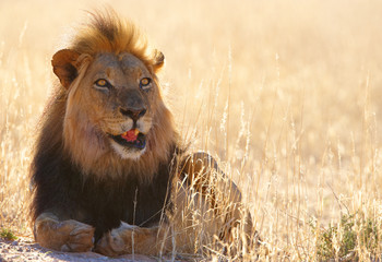 Lion (panthera leo) close-up