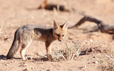 Alert Black-backed Jackal (Canis mesomelas)