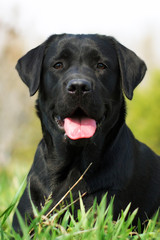 Black Labrador