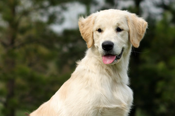 the puppy Golden Retriever