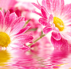 Closeup of two pink daisy-gerbera with waterdrops