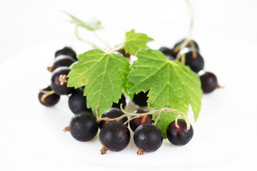 Black currant