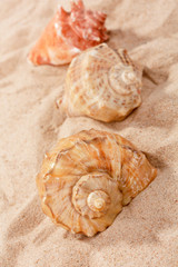 shells on the beach
