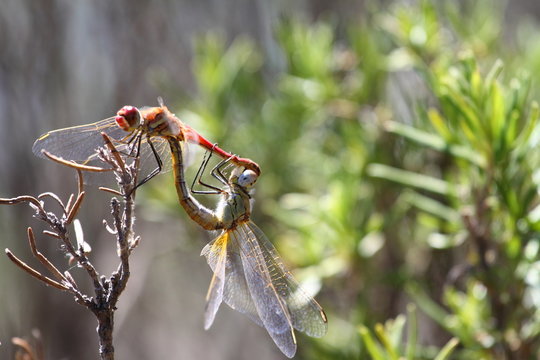 Dragonfly