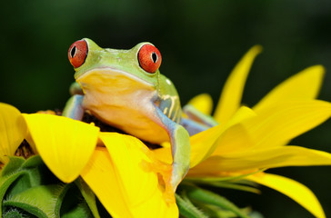 red eyed tree frog on sunflower