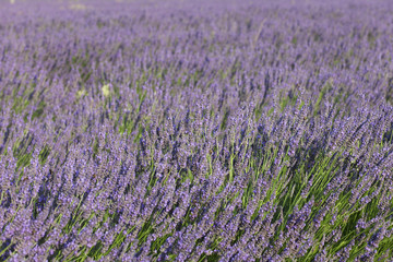 Naklejka premium champs de lavande