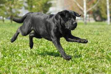 black Labrador runs across the grass
