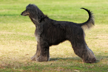 dog breed Afghan Hound stands sideways
