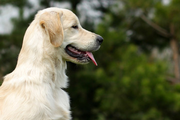 The puppy Golden Retriever