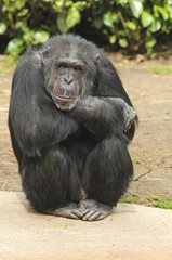 Chimpanzee