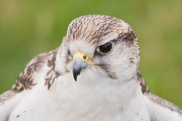 Saker Falcon