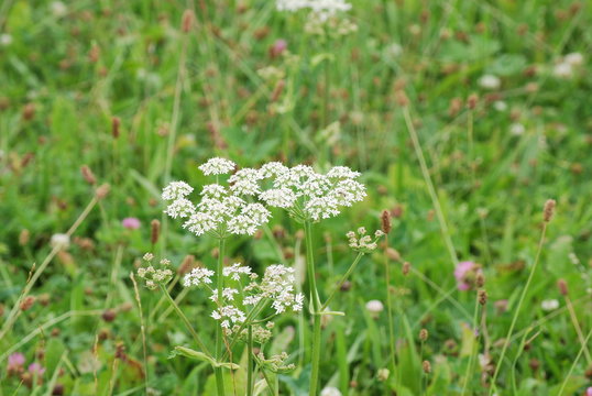 Wiesenk&uuml;mmel